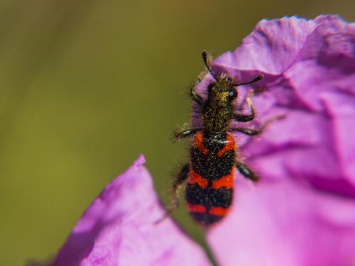Réf. 180 484 : Trichodes alvearius